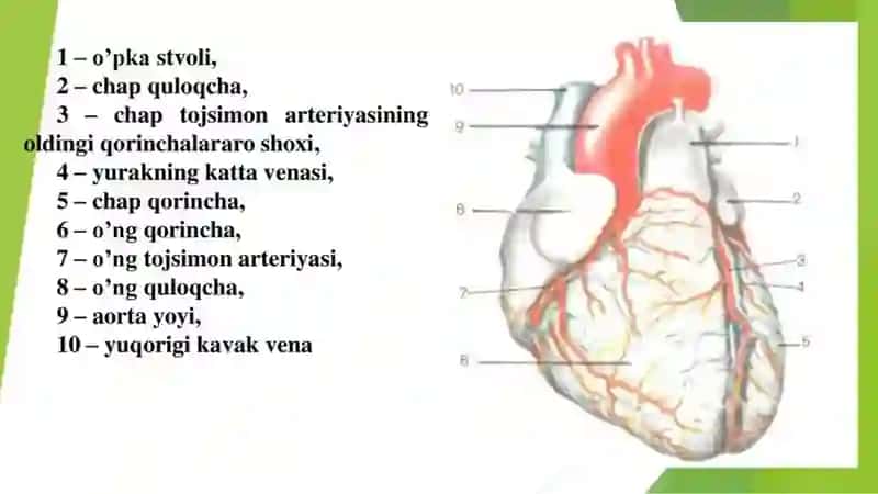 Yurak faoliyatini boshqarilishini oʻziga xosligi 3