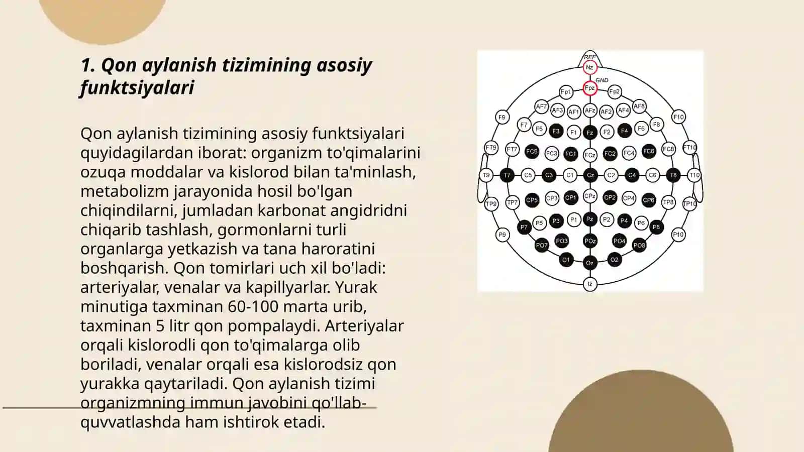 Qon aylanish sistemasi 3