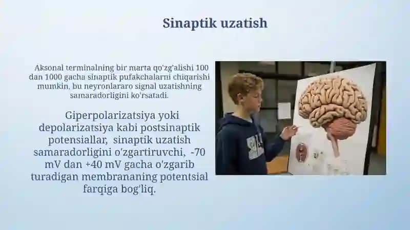 Miyaning turli qismlarining faoliyatini o'rganish 3