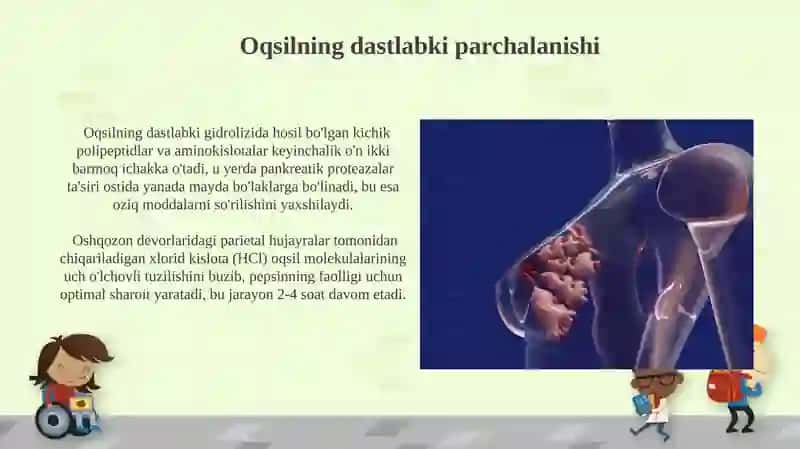 Oqsillarning hazmlanishi va so'rilishi 3