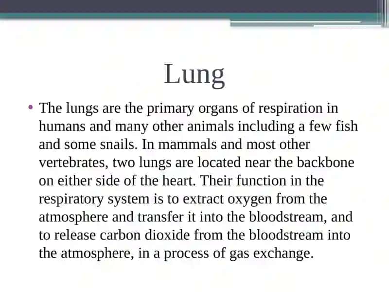 Lungs and a pulmonary system 3