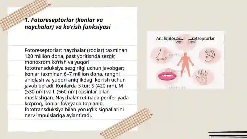 İnson organizmidagi turli retseptorlar va ularning roli 3