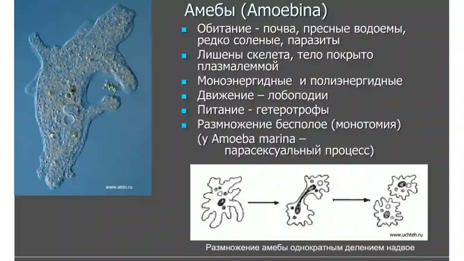 Амёбовидные ложноножки 3