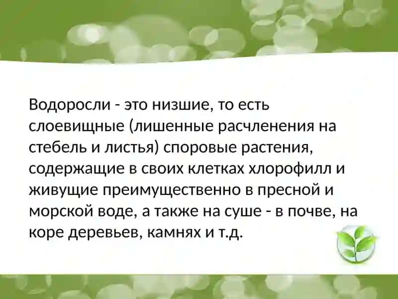 Пирофитовые водоросли 3