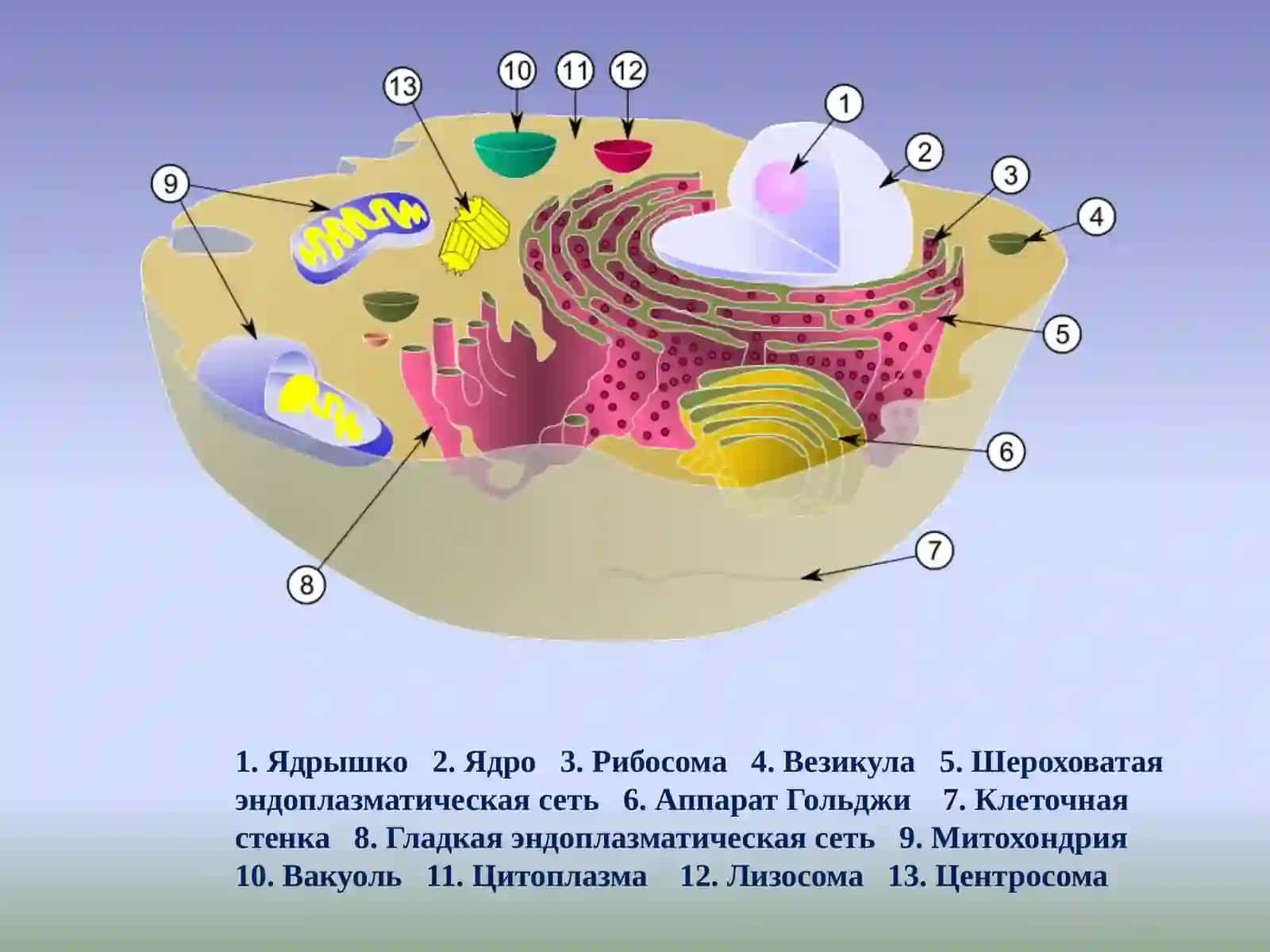 Ядро 3