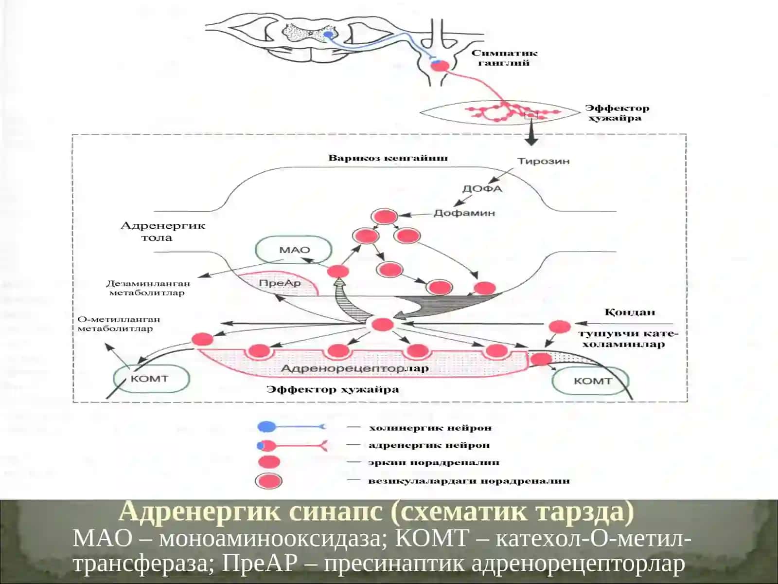 Адренергик синапс (схематик тарзда) 3