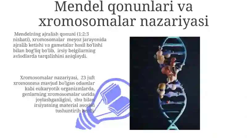 Xromosomalar Nazariyasi 3