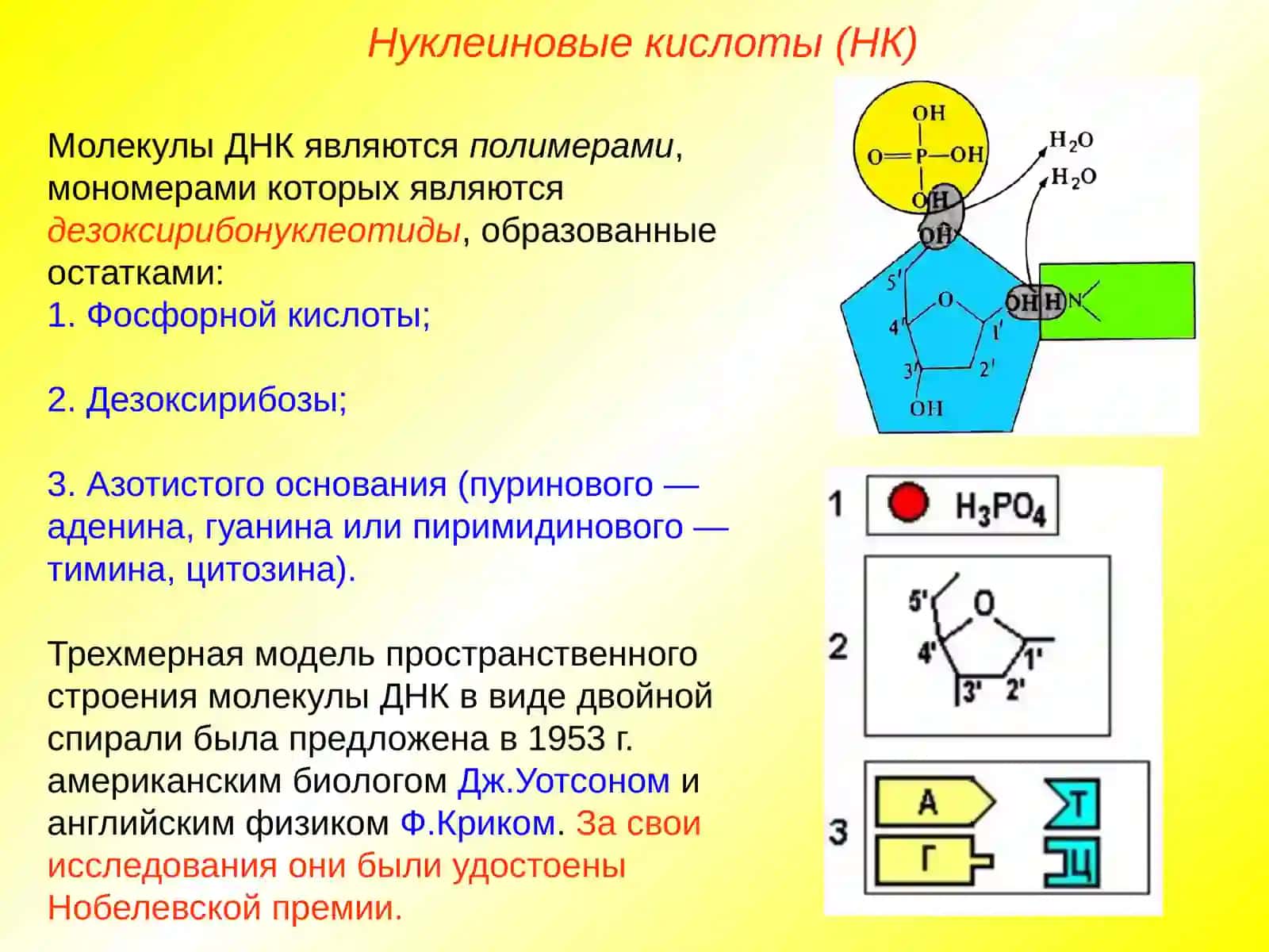 Нуклеиновые кислоты. ДНК 3