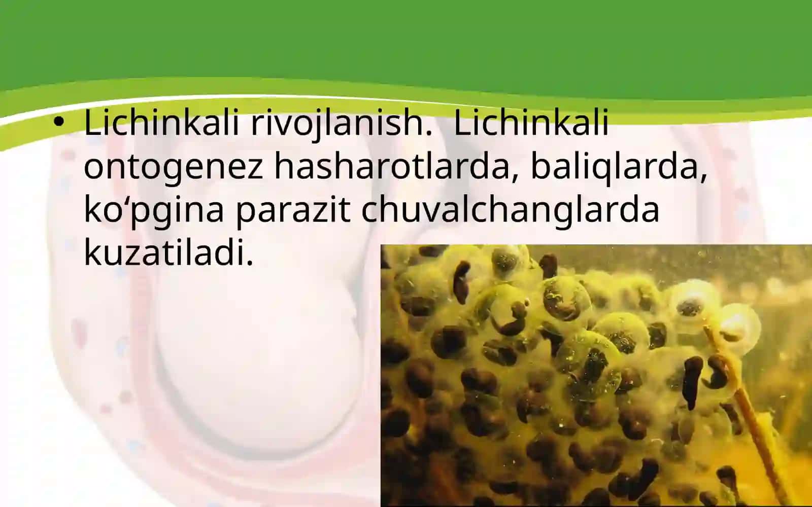 Embrional rivojlanish davri 3