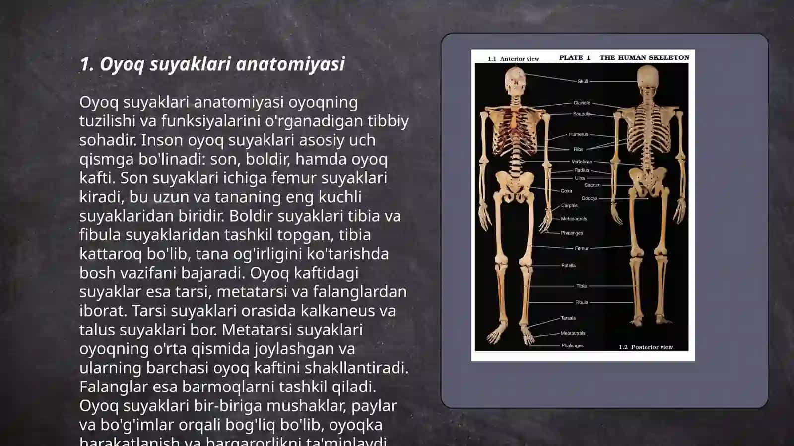 Oyoq suyaklari anatomiyasi 3