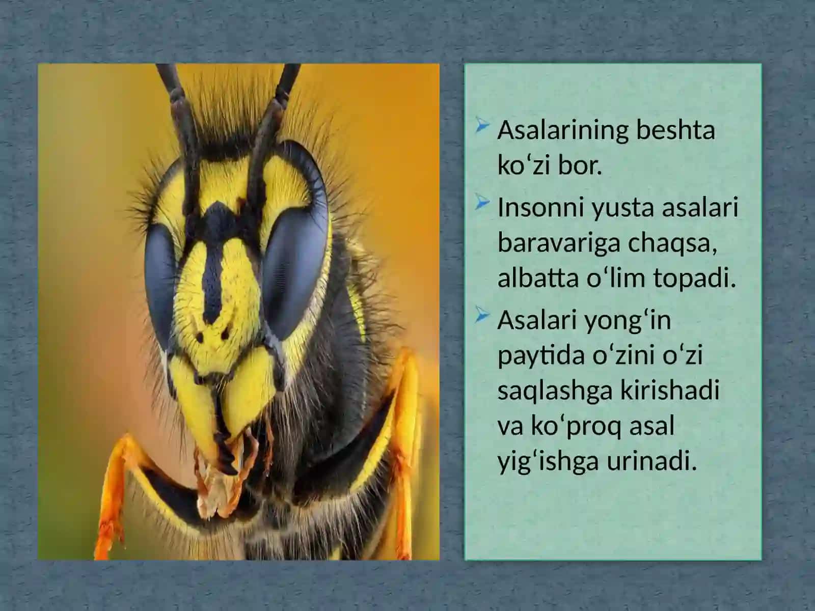 Asalarilarning hayot tarzi 3