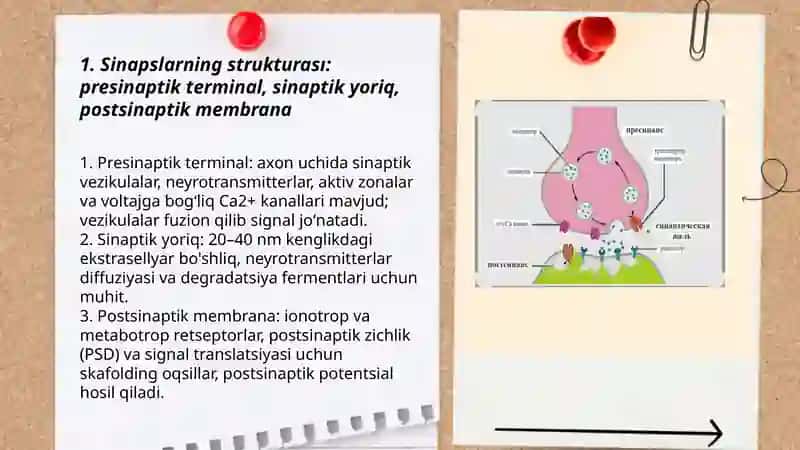 Sinapslar va sinaptik jarayonlar 3