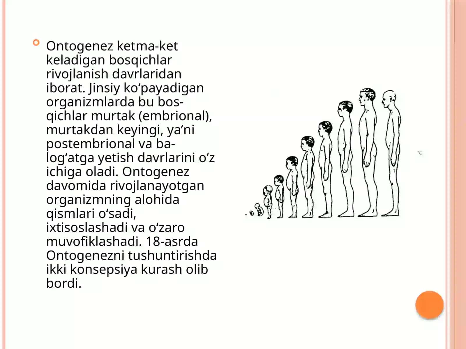Ontogenez.Odamumriningyoshxususiyatlari 3