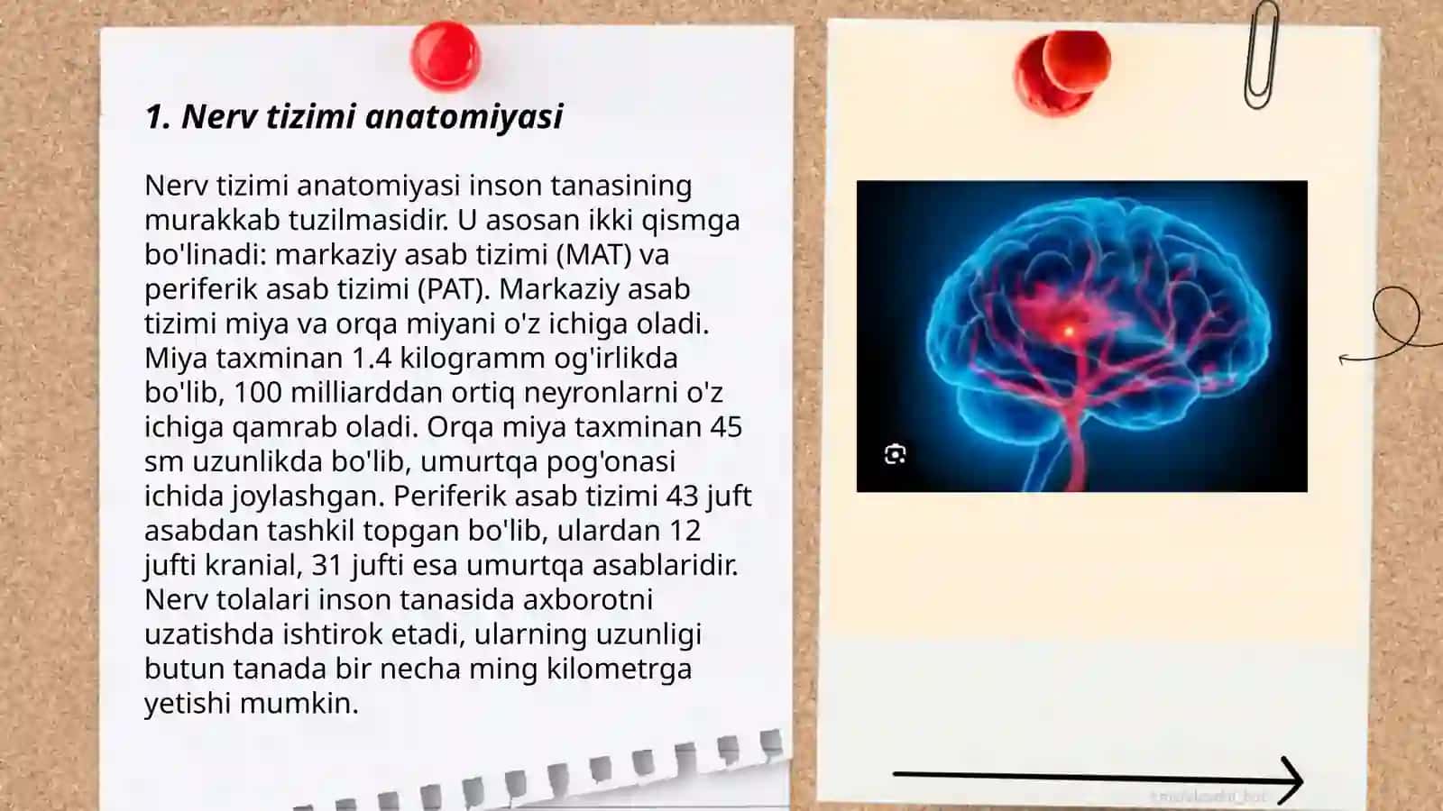 Nerv tizimi anatomiyasi 3