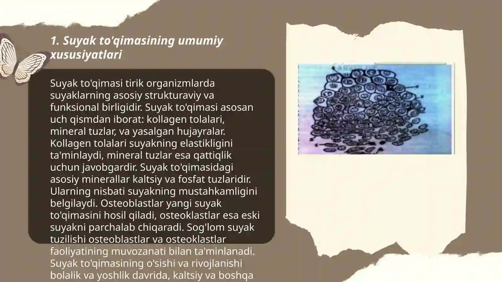Suyak to'qimasi 3