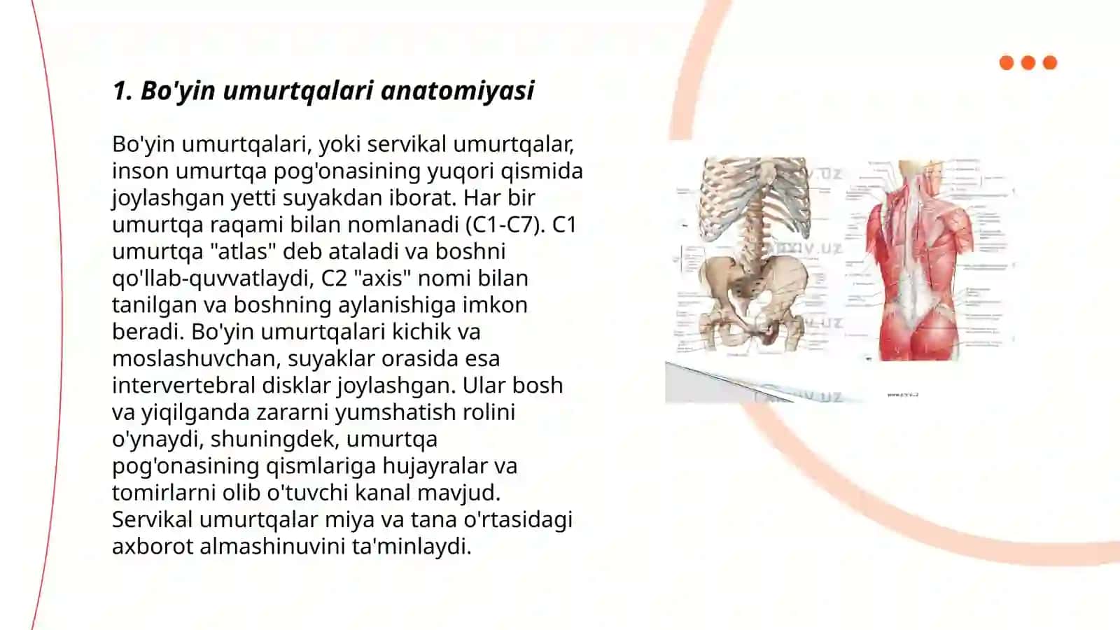 Bo'yin umurtqalari anatomiyasi 3
