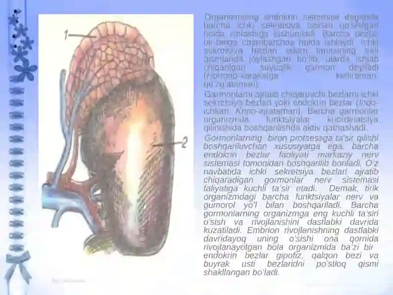 Ichki sekretsiya bezlarining yosh xususiyatlari 3