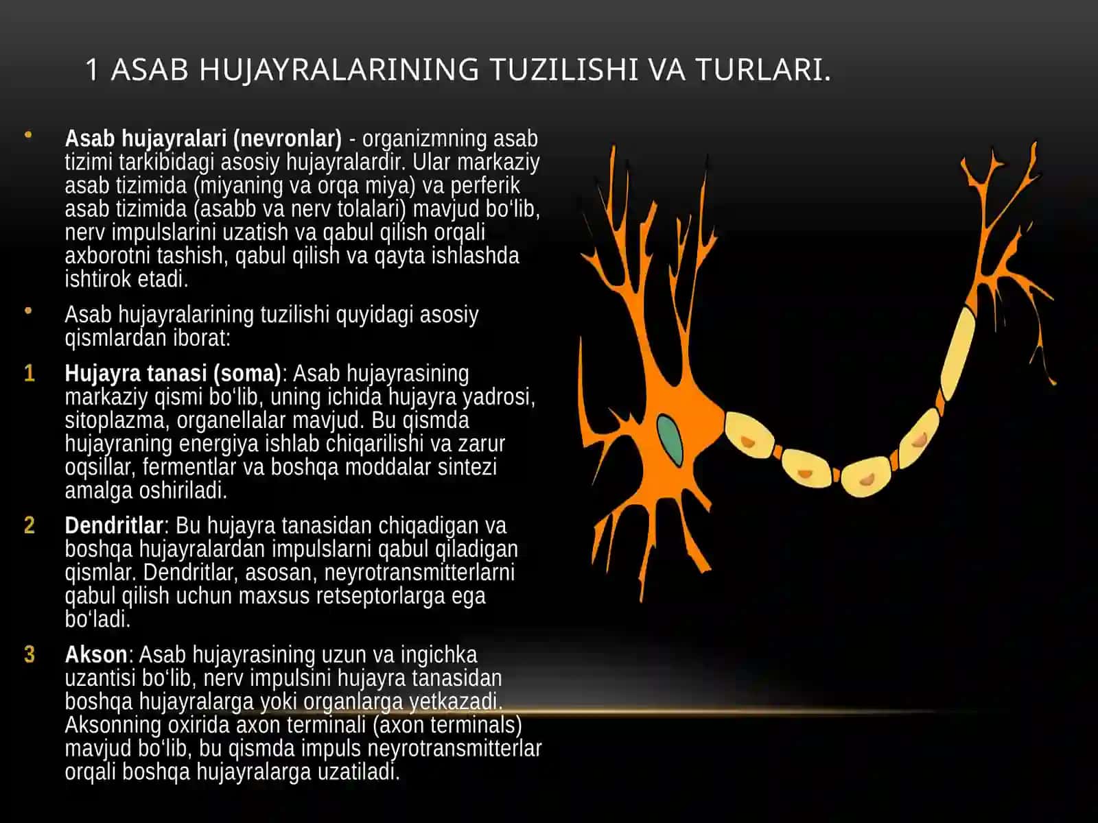 Asabhujayrasining tuzilishi va uning turlari 3