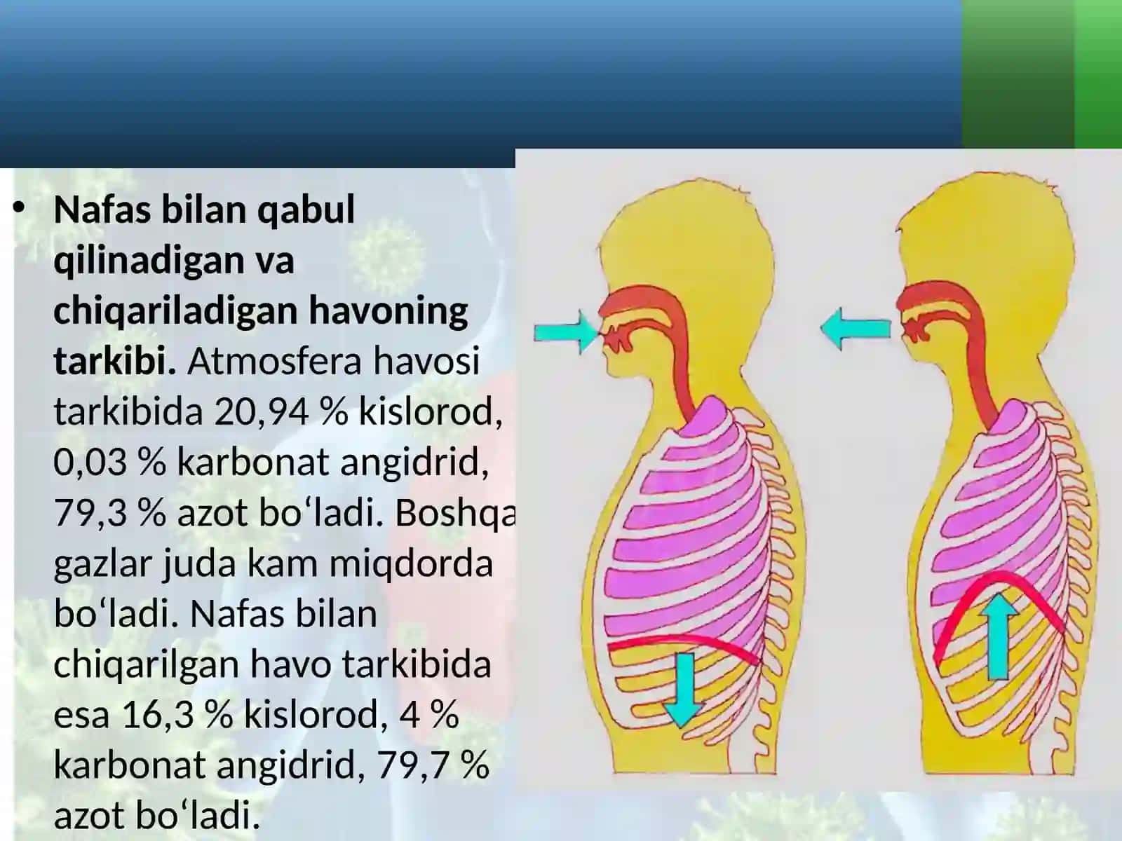 O‘pka va to‘qimalarda gazlar almashinuvi 3