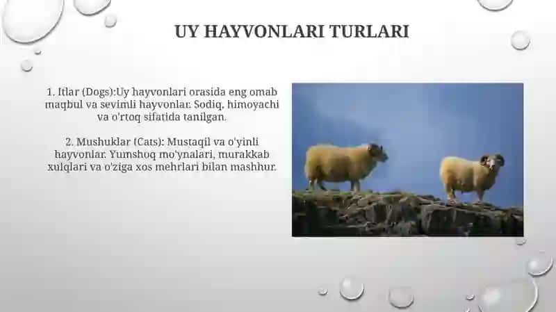 Uy Hayvonlari 3