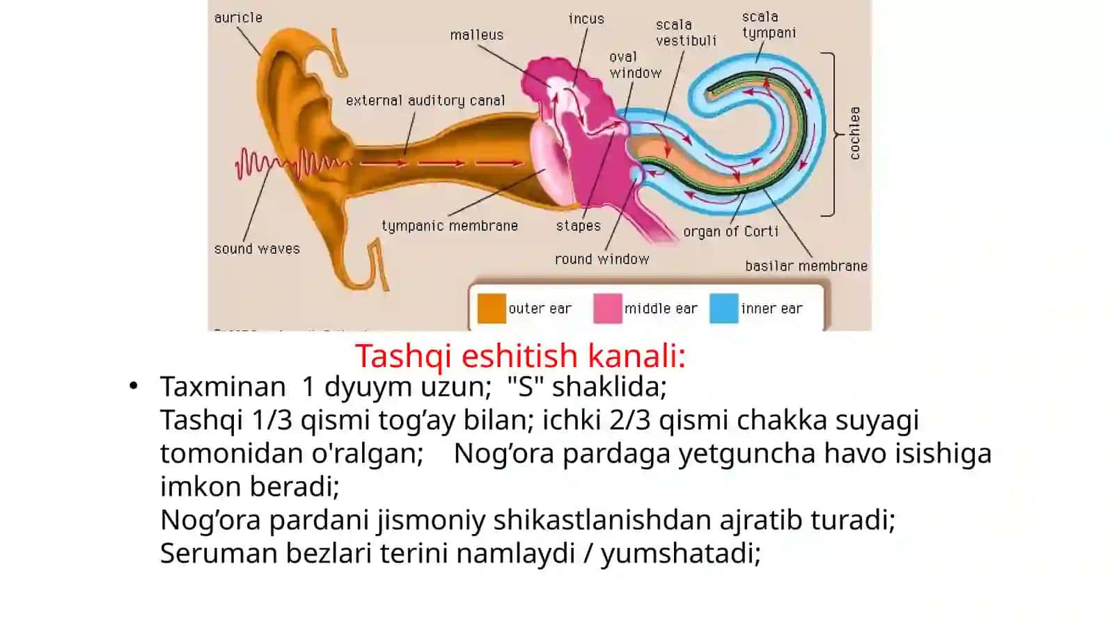 Eshitish mexanizmining asosiy komponentlari 3