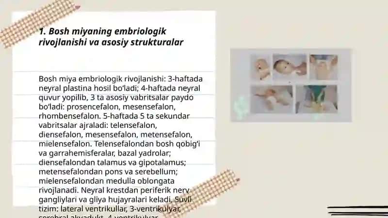 Bosh miyaning rivojlanishi va asosiy strukturalar 3