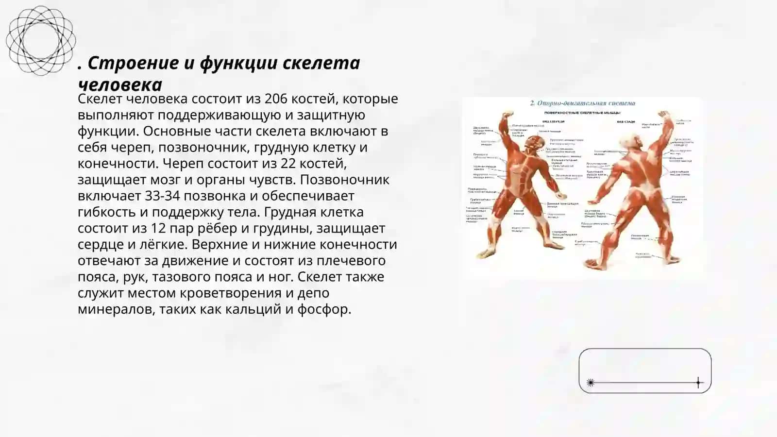 Опорно-двигательного аппарата 3