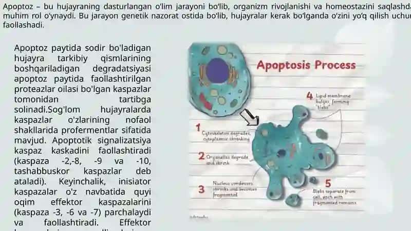 Apoptoz va Nekroz 3