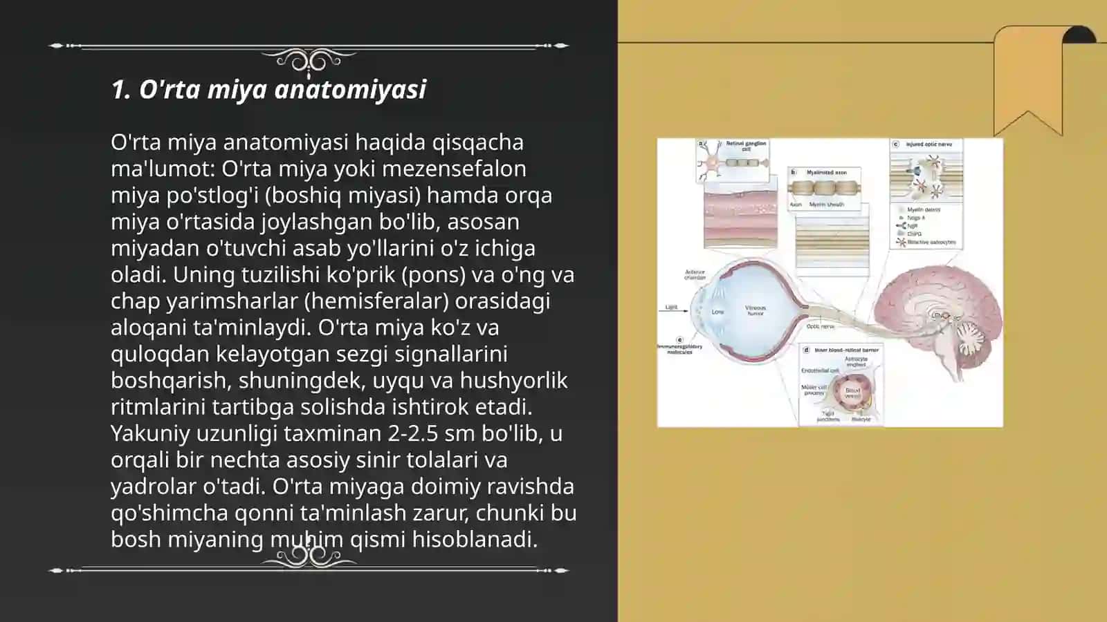 O'rta miya fiziologiyasi 3