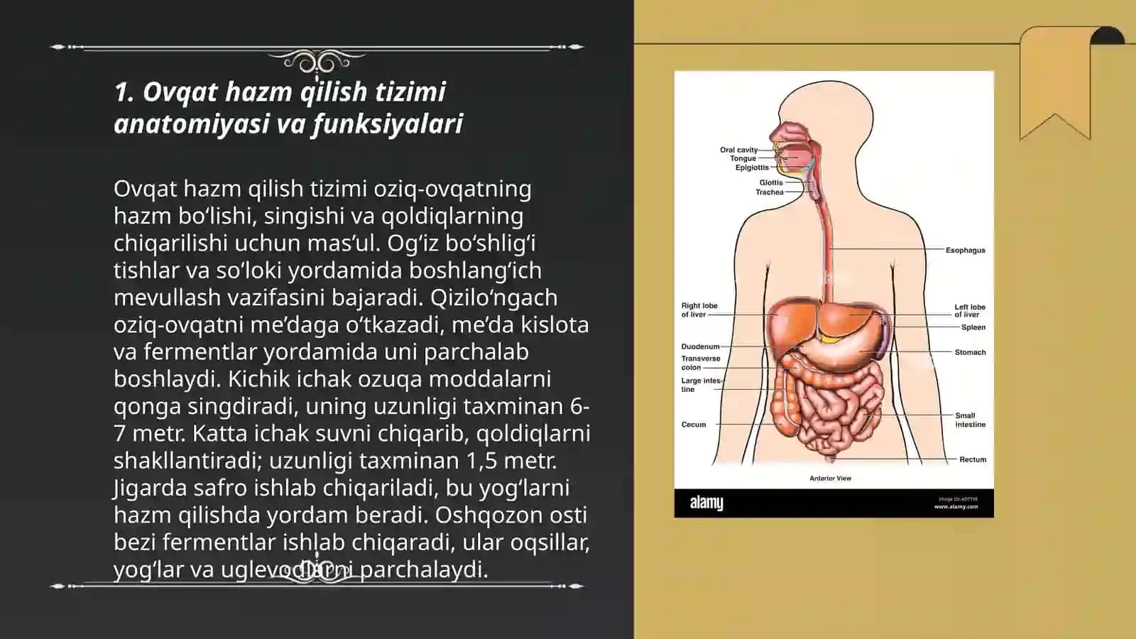 Ovqat hazm qilish tizimi 3