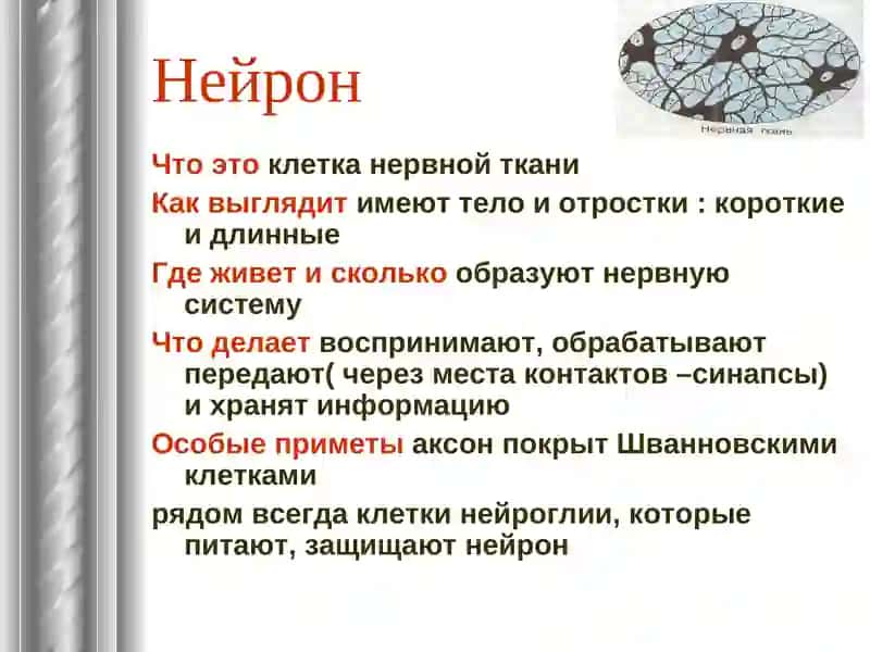 Тканичеловека, ЭРИТРОЦИТ, Нейрон 3