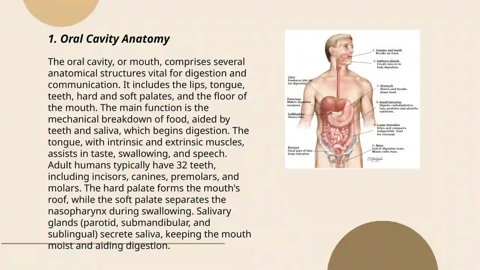 Anatomy of digestive system 3