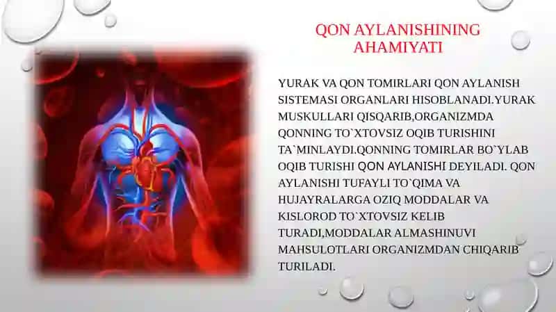 Yurak faoliyati va qon aylanish sistemasi 3