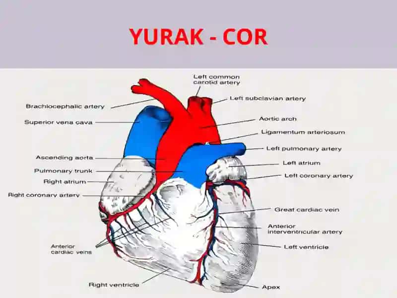 Yurak va qon tomirlarning tuzilishi 3
