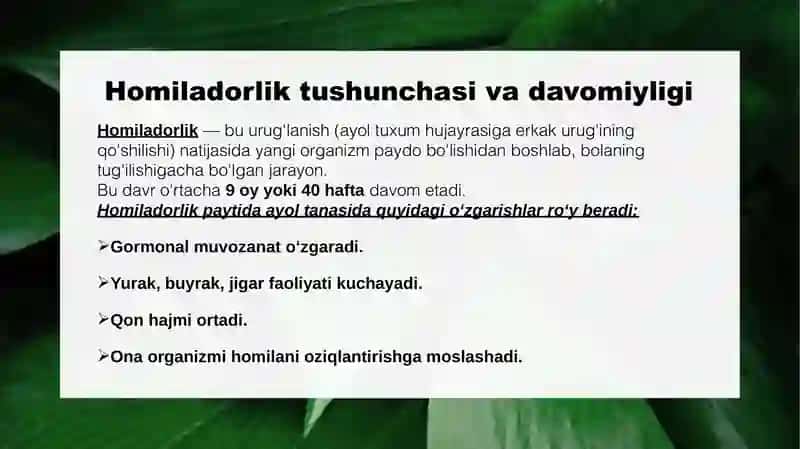 Homilador Ayol 3