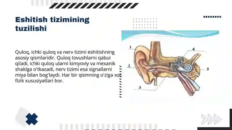 Eshitish tizimi 3