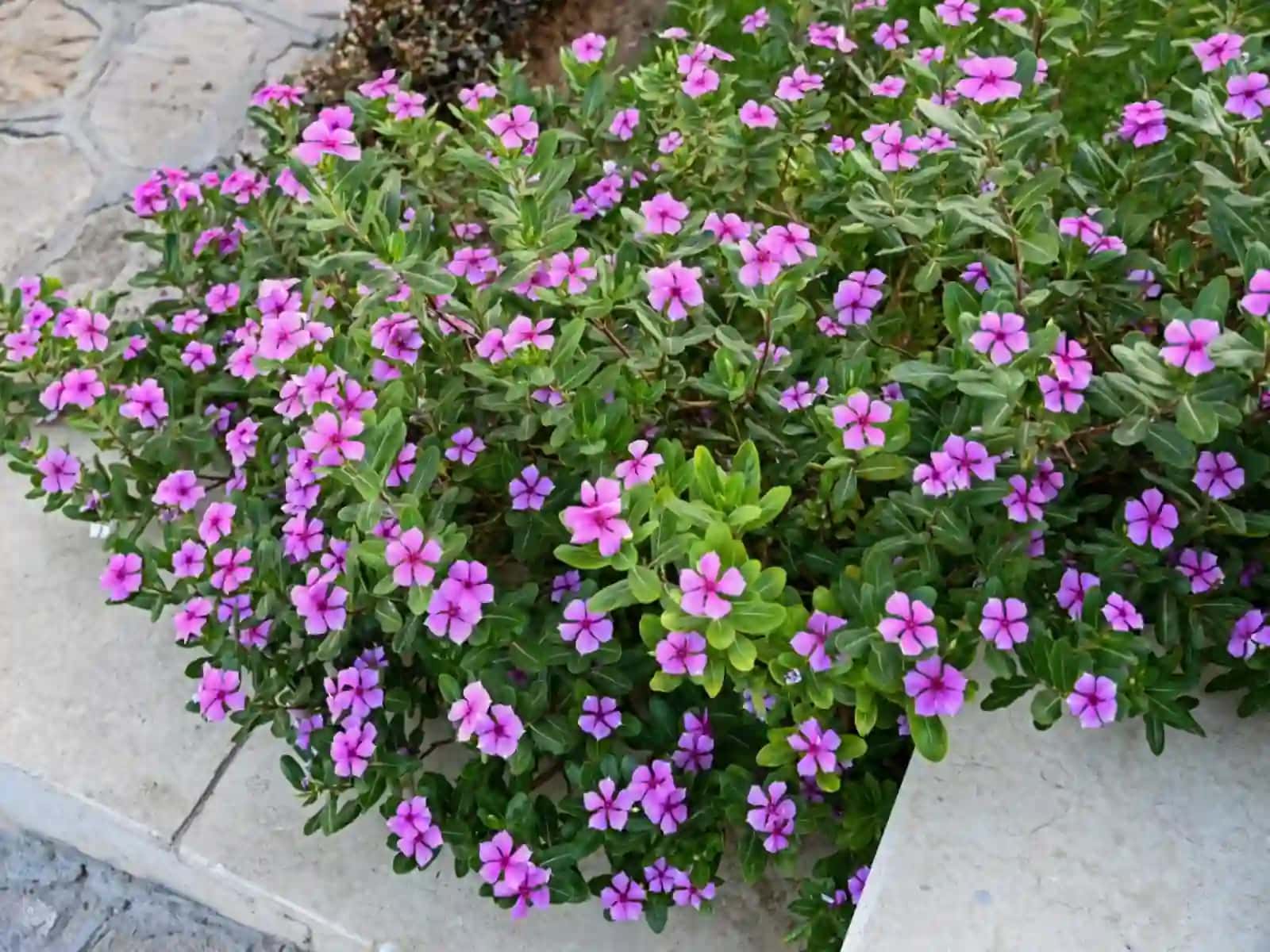 Pushti katarantus - Catharanthus roseus L 3
