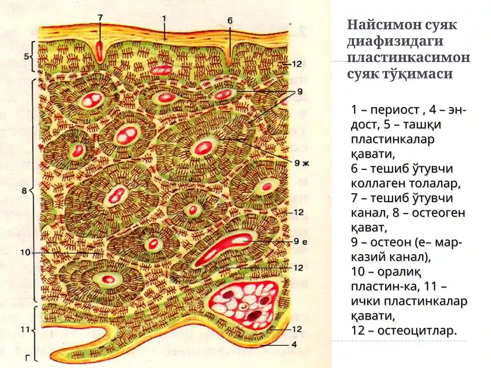 СУЯК ТЎҚИМА 3