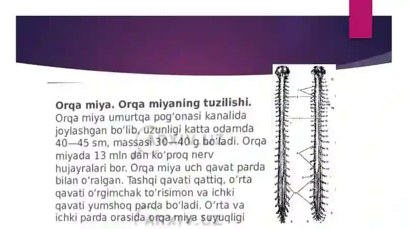 Orqamiyyaning tuzilishi 3