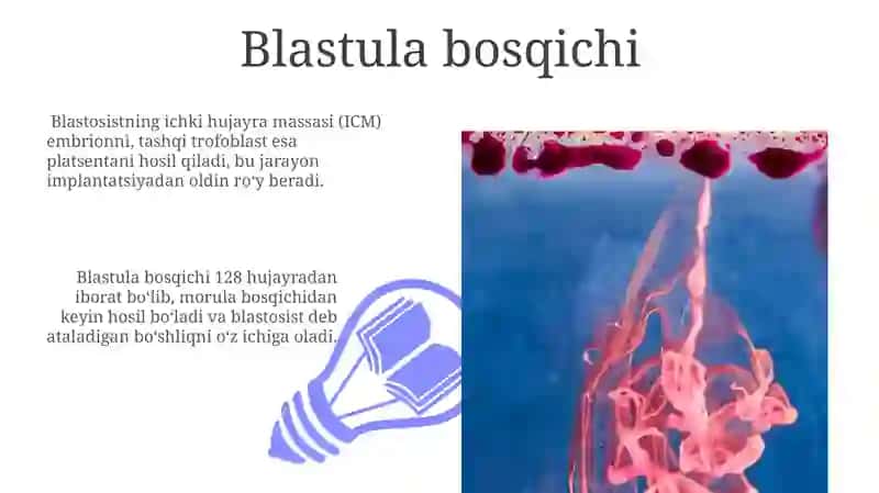 Inson embriologiyasi 3