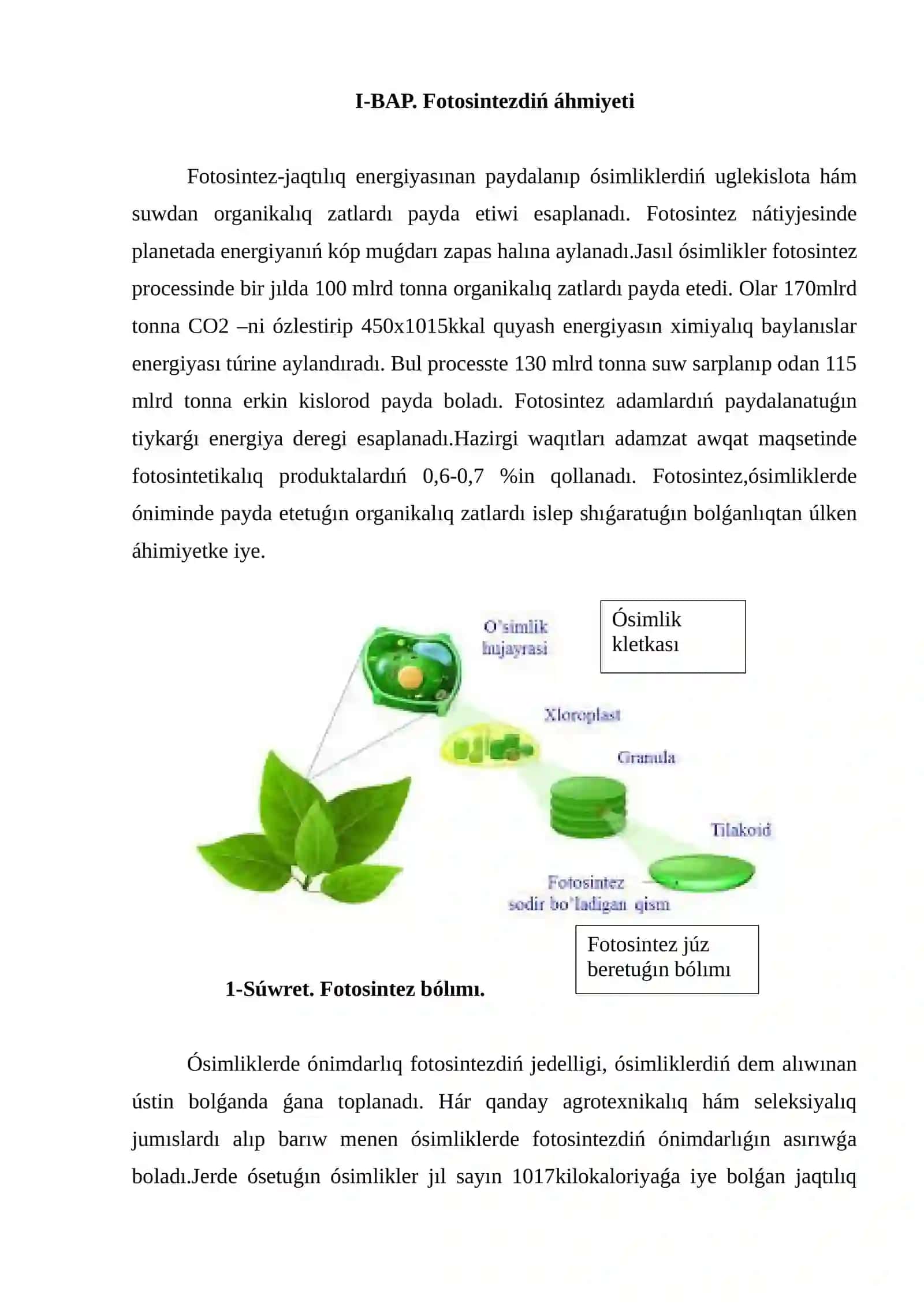 Plastida pigmentleri hám fotosintezdiń róli 3