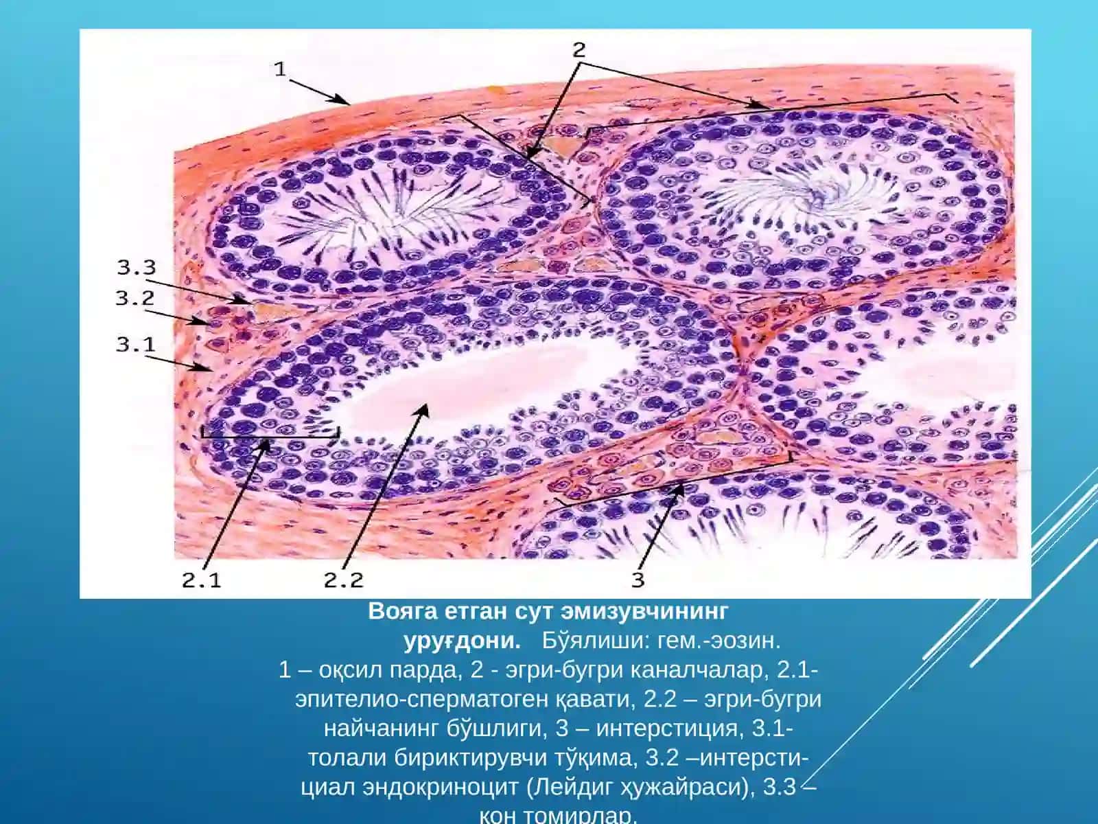 Эркаклар жинсий системаси 3