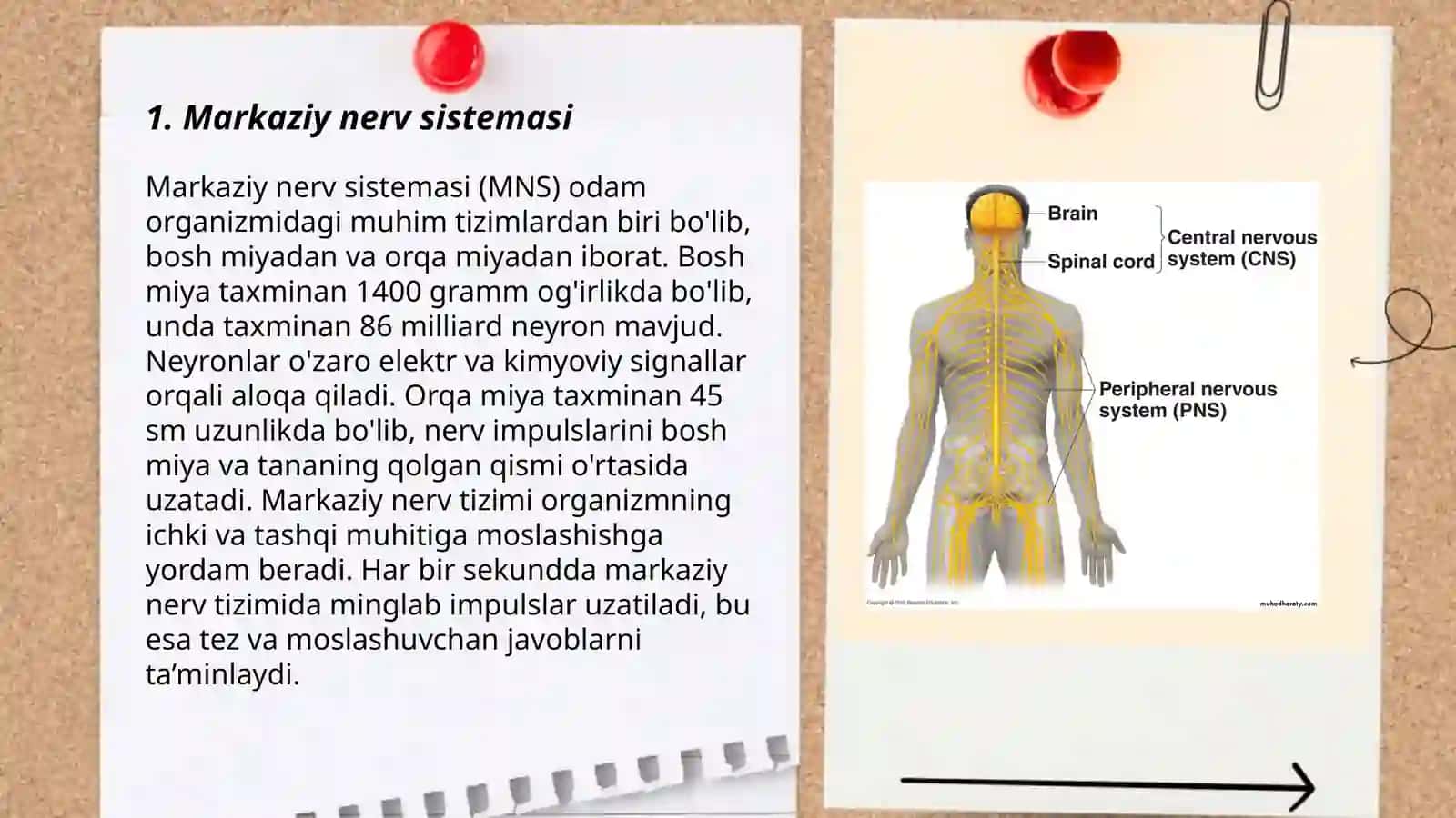 Markaziy nerv sistemasi 3