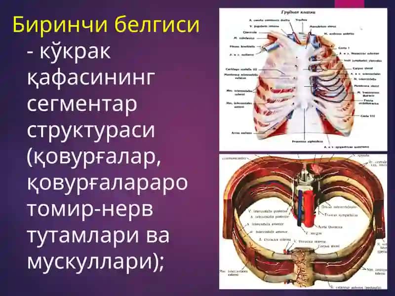БЕЛ СОХАСИЖАРРОҲЛИК АНАТОМИЯСИ 3