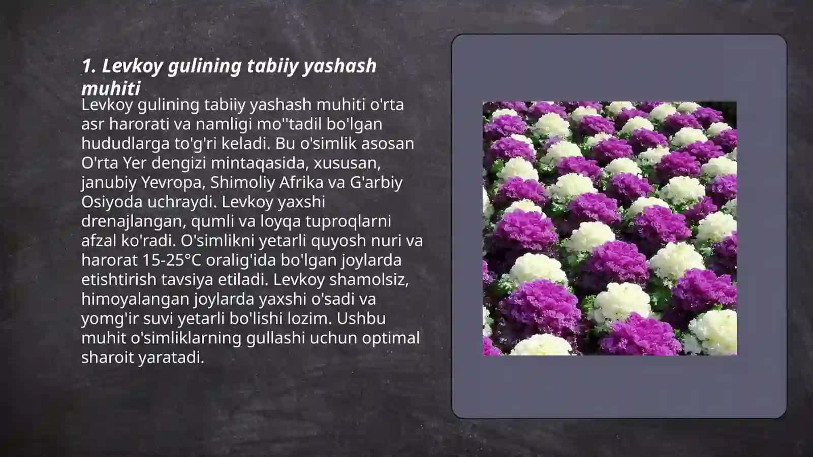 Levkoy gulining bioekologik xususiyati 3