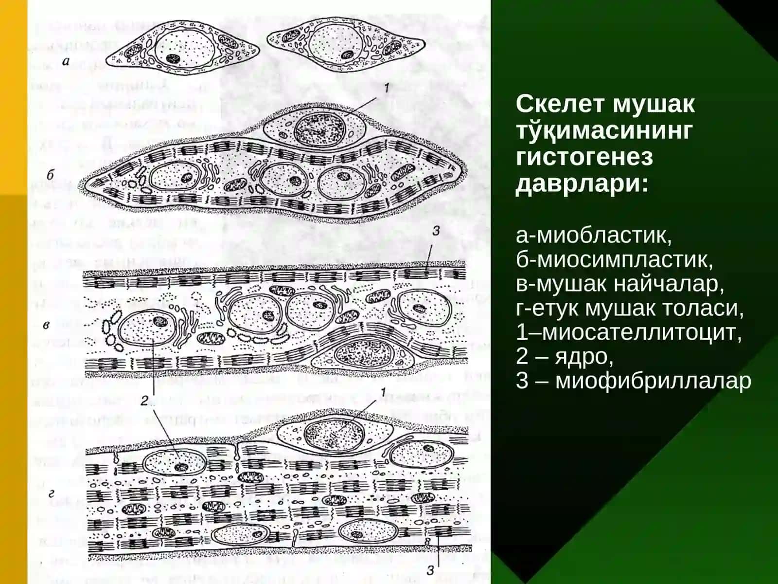 МУШАК ТЎҚИМА 3