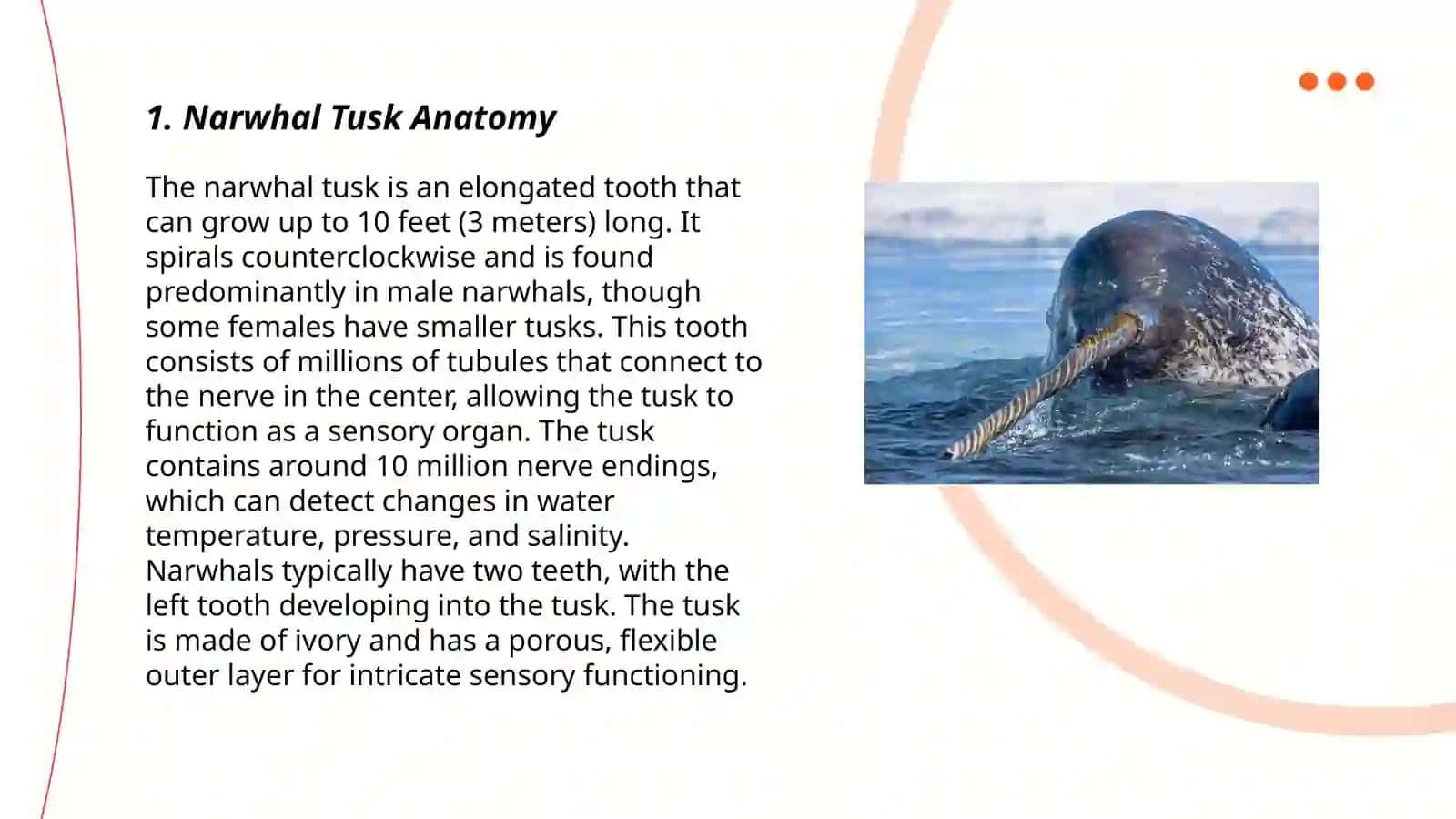 Narwhal tusk 3