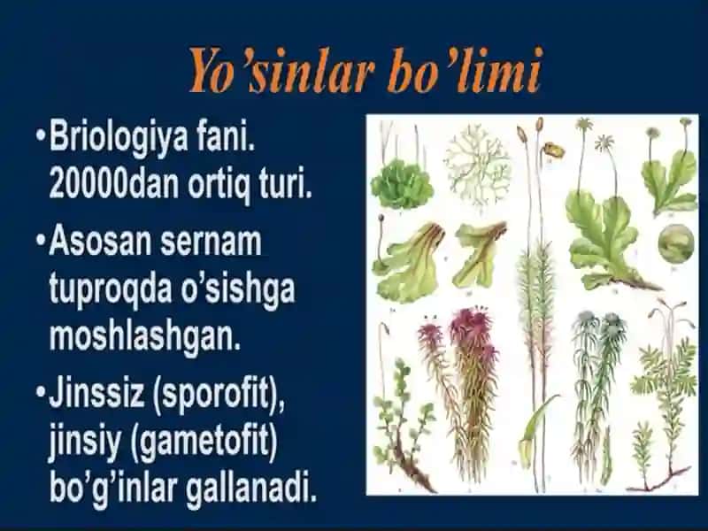 Sporali Oʻsimliklar 3