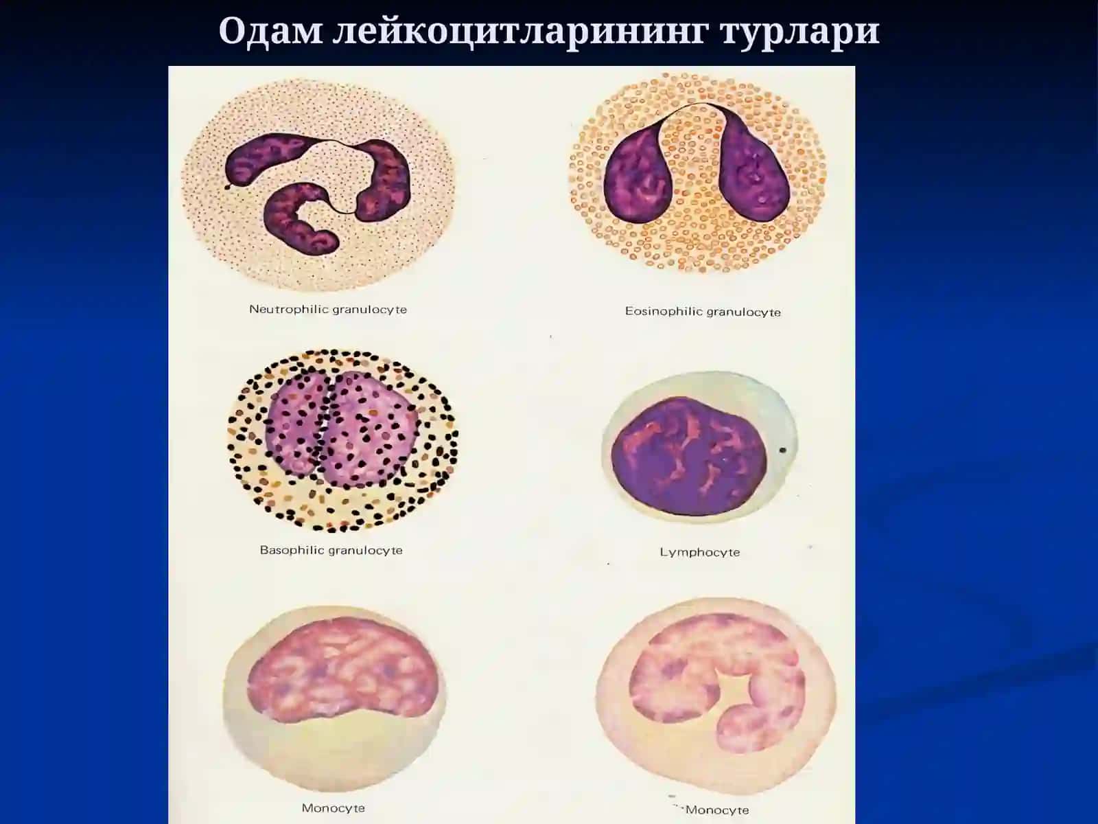Одамнинг қон ҳужайралари 3
