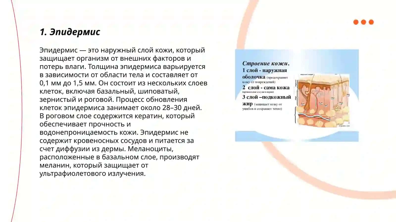 Строение и состав кожи 3